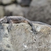 iguana_marine_san_h_0109_ecu2306.jpg